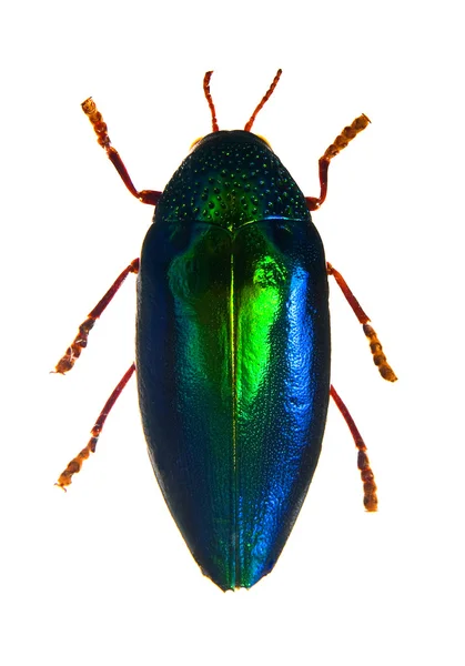 Beetle with colored armor isolated on white. Sternocera aequisig — Stock Photo, Image