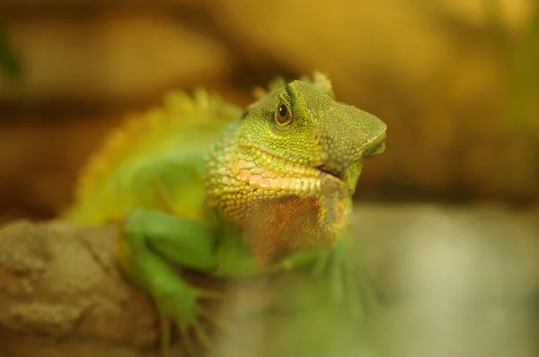 绿鬣蜥在自然的环境 — 图库照片