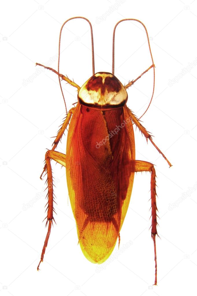 Cockroach top view isolated on white
