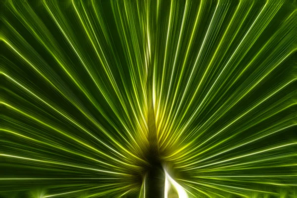 Abstract image of Green Palm — Stock Photo, Image