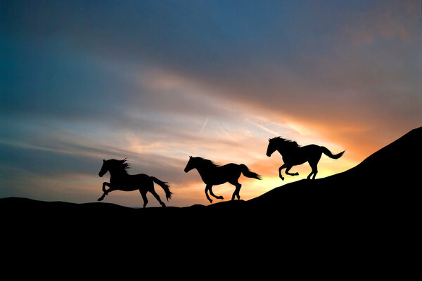 Galloping wild horses. Horse silhouette against the sky.