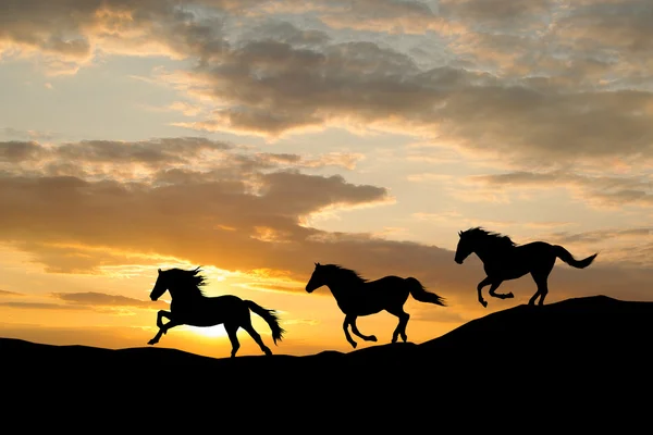 Caballos salvajes galopando. Silueta de caballo contra el cielo . — Foto de Stock