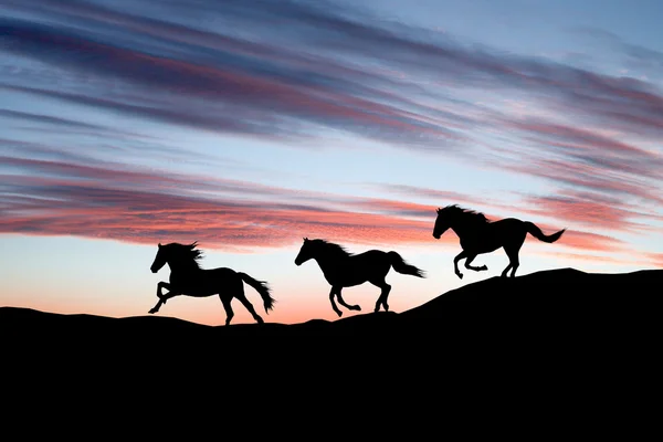 Galloping cavalli selvatici. Silhouette di cavallo contro il cielo . — Foto Stock