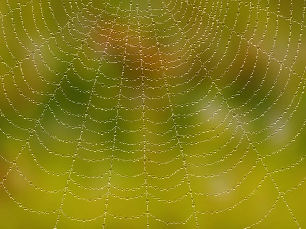 Spider web with drops on blured background. — Stock Photo, Image