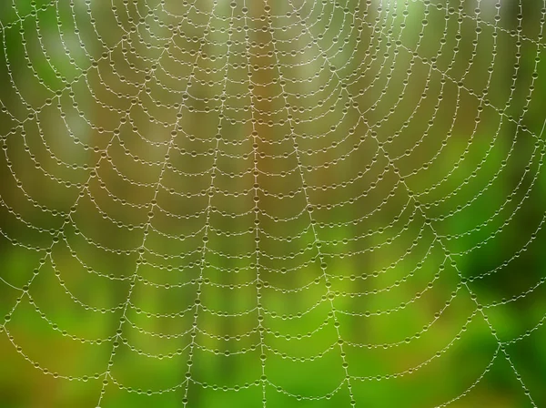 Pavučina s kapkami na pozadí blured. — Stock fotografie