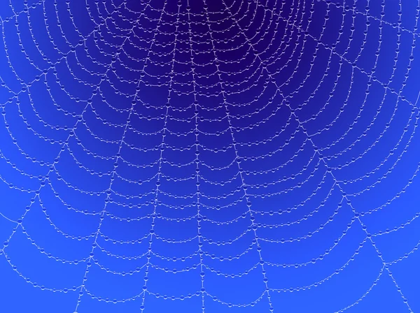 Teia de aranha com gotas no fundo azul . — Fotografia de Stock