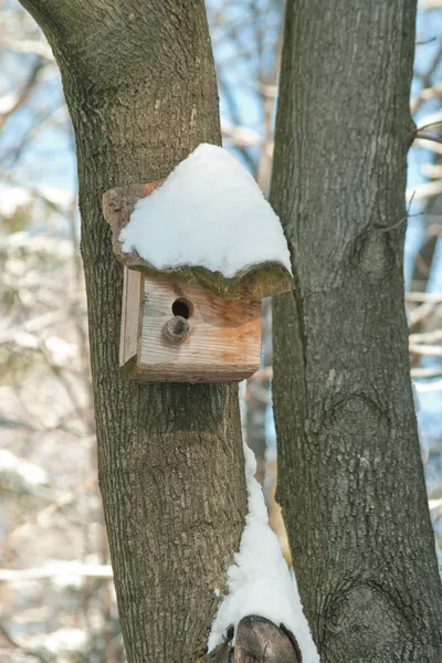 Casa degli uccelli. Allevamento in cabina su albero — Foto Stock