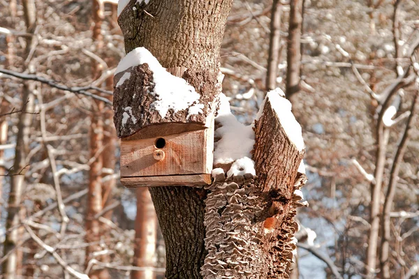 Птичий домик. Размножение стендов на дереве — стоковое фото