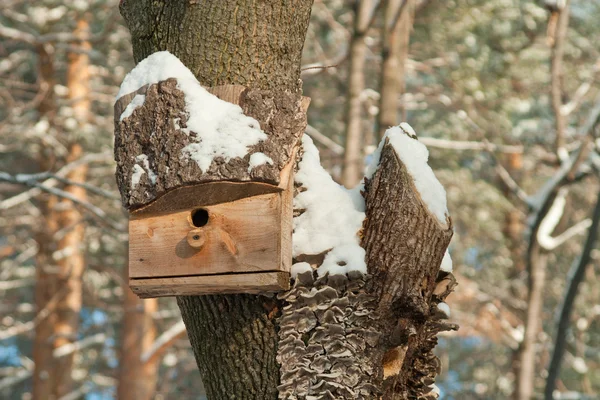 Casa degli uccelli. Allevamento in cabina su albero — Foto Stock