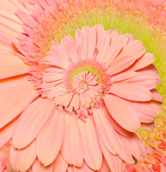 Gerber flower infinity spiral abstract background. Fibonacci. — Stock Photo, Image