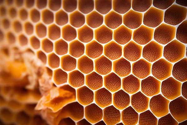 Méhsejt Szerkezetének Közelsége Hatszögletű Formák — Stock Fotó