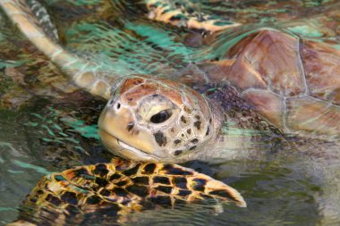 nefes almak için bequia deniz kaplumbağası geliyor