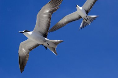 Two Sooty Terns in flight Ascension Island clipart