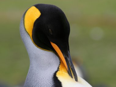 King Penguin grooms itself, Falkland Island.