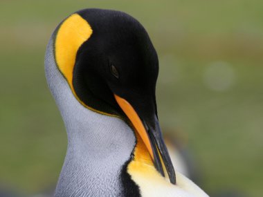King Penguin grooms itself, Falkland Island. clipart