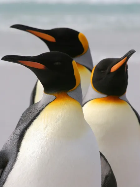 Grupo de tres pingüinos rey, Islas Malvinas . — Foto de Stock