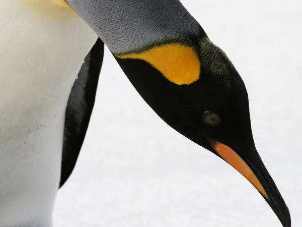 Penguen bükme üzerine buz, falkland Adası Kral. — Stok fotoğraf