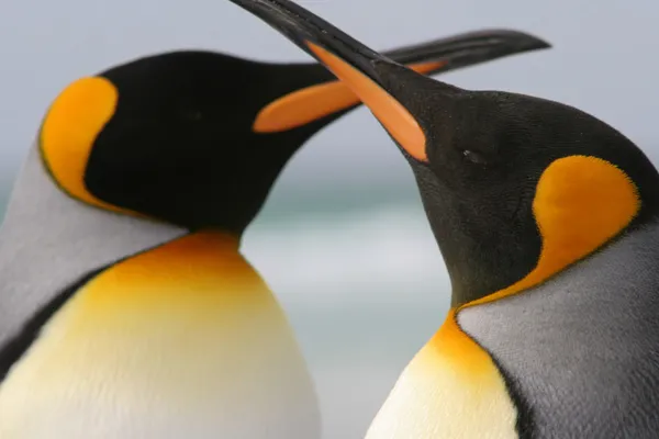 Koning pinguïn paar gekruist snavels. — Stockfoto