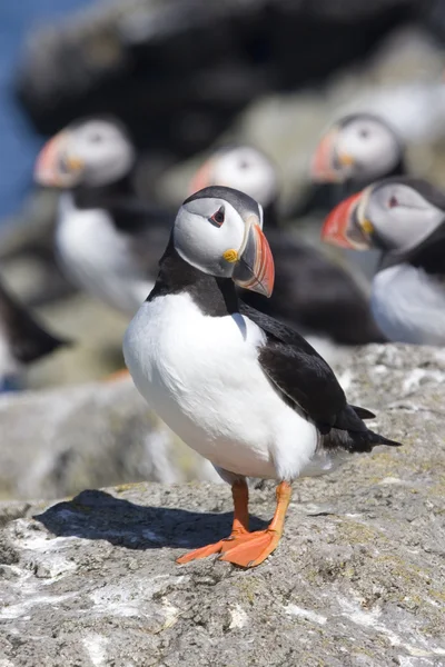Lunnefågel stående på stenar isafjordur Island — Stockfoto
