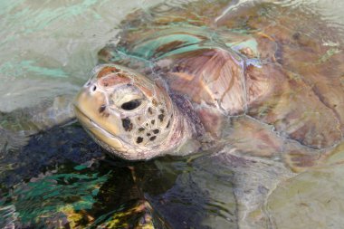 Kaplumbağa kafasını su, bequia, Karayipler yukarıda yükselir