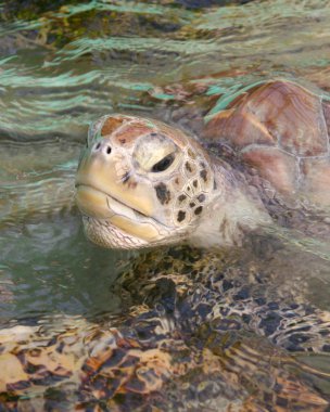 Kaplumbağa kafasını su, bequia, Karayipler yukarıda yükselir