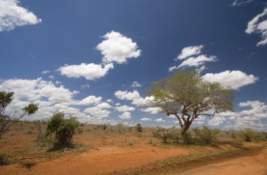 Kırmızı toprak & bush peyzaj tsavo Milli Parkı, kenya