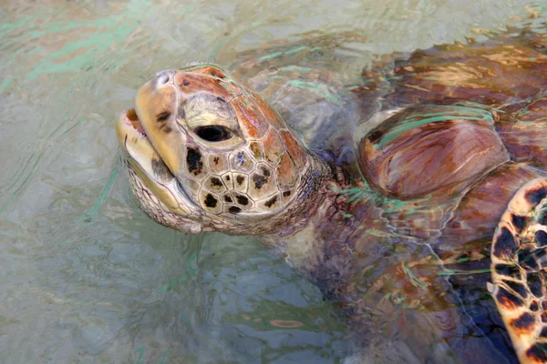 Żółw pojawia się na oddechu, bequia, Karaiby — Zdjęcie stockowe