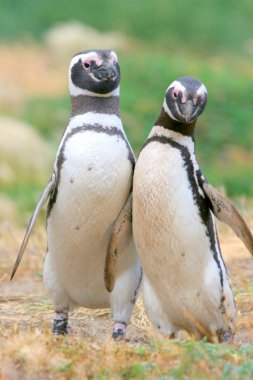 Magellan pinguïns botsen, punta arenas, Chili