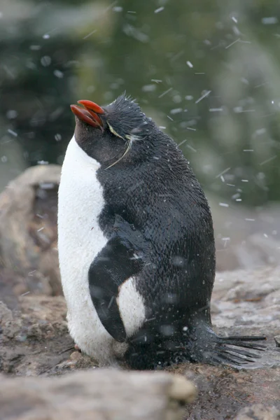 Rock hopper tučňák stojí v krupobití bouře, Falklandské ostrovy — Stock fotografie
