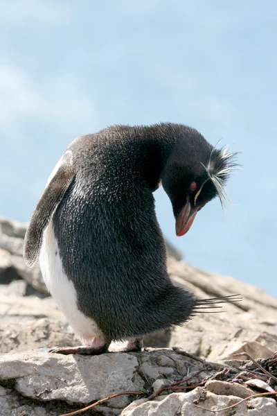 Pingüino Rockhopper gira la cabeza, Islas Malvinas — Foto de Stock