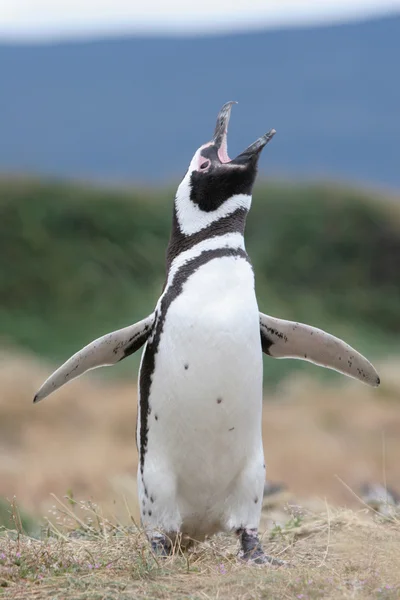 Magellan Penguin flaps its wings & makes some noise, Punta Arenas, Чили — стоковое фото