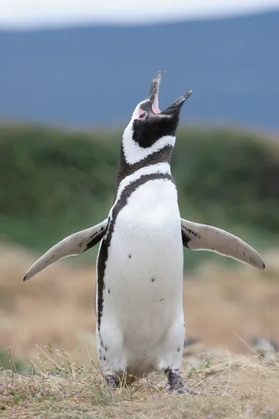 Magellanpinguin flattert mit den Flügeln & macht etwas Lärm, Punta-Arenen, Chili — Stockfoto