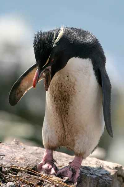 Rockhopper pingüino salta a través de las rocas, Islas Malvinas — Foto de Stock