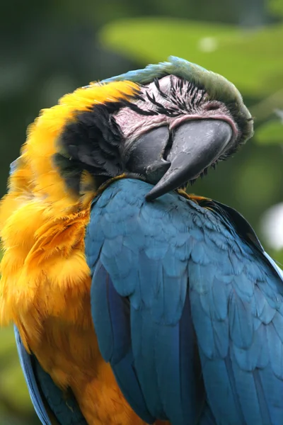 睡觉的鹦鹉、 瓜亚基尔、 厄瓜多尔 — 图库照片