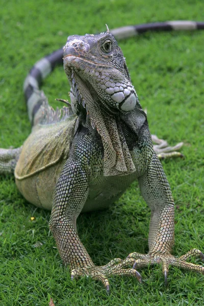 Iguana na trawie, guayaquil, Ekwador — Zdjęcie stockowe