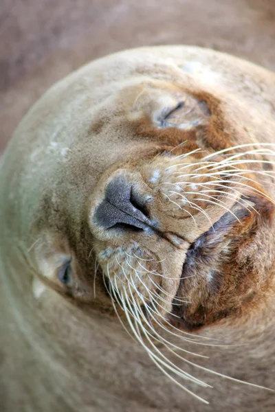 Slapen zeebeer, puerto madryn, Argentinië — Stockfoto