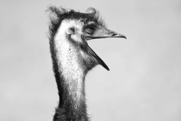 Struisvogel met haar mond open Stockfoto