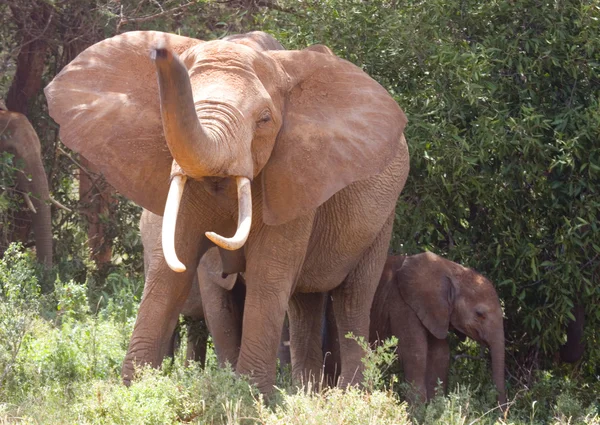 African Elelphant criando tronco con jóvenes, Kenia —  Fotos de Stock