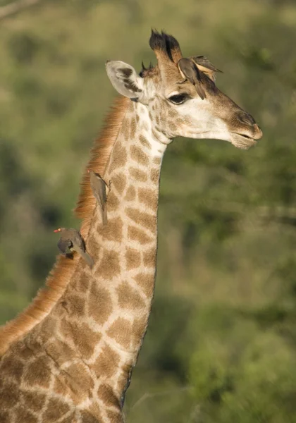 Jirafa con garrapatas en el cuello, Sudáfrica —  Fotos de Stock