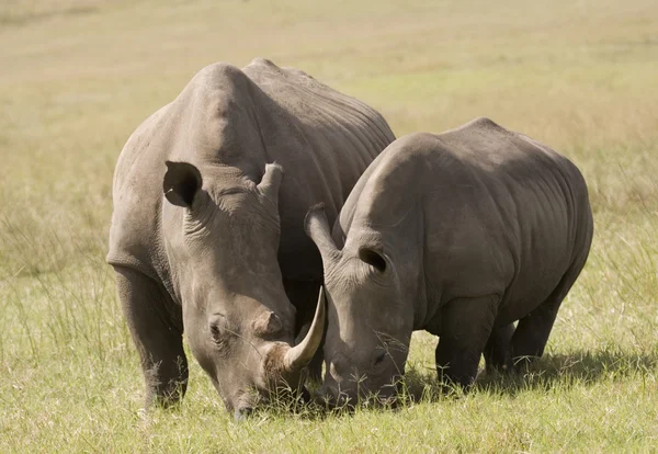 Biały nosorożec matki & dziecka, Republika Południowej Afryki — Zdjęcie stockowe