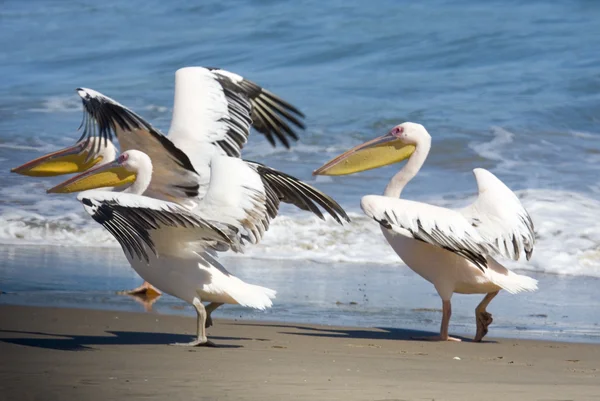 Trei pelicani decolează de pe plajă, Sandwich Harbour, Namibia — Fotografie, imagine de stoc