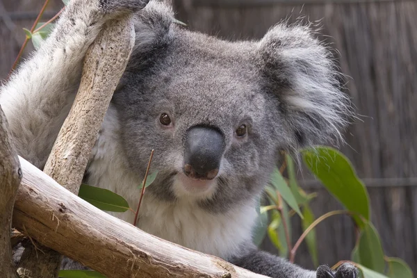 Koala mirando desde las ramas, Australia — Foto de Stock