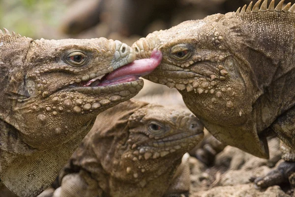 Splat, Iguanas, Barbados — Fotografia de Stock