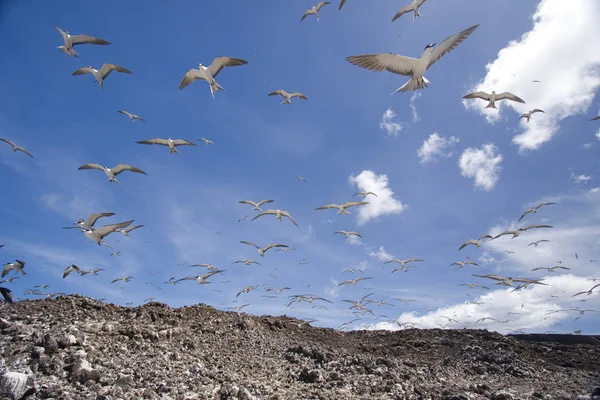 Las aves —  Fotos de Stock