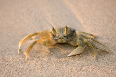 Sahilde günbatımı, Seyşeller Yengeç