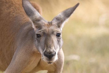 Kanguru, adelaide, Avustralya