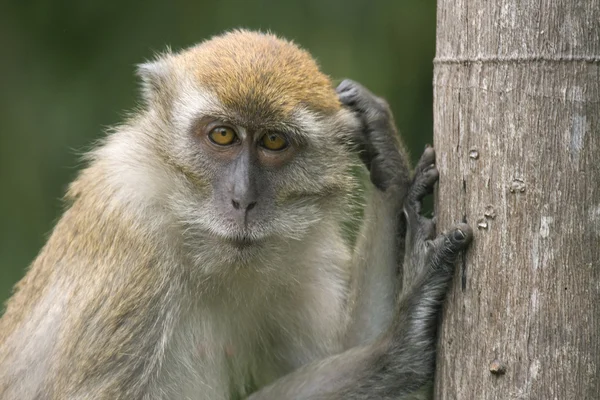 Monkey in the wild, Malaysia — Stock Photo, Image