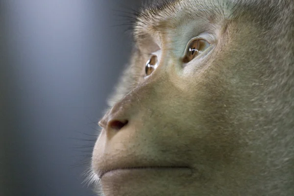 Monkey looks across with glassy eyes. — Stock Photo, Image