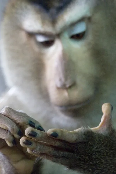 Monkey looks at his hands — Stock Photo, Image