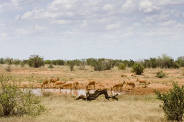Sulama delik, kenya.